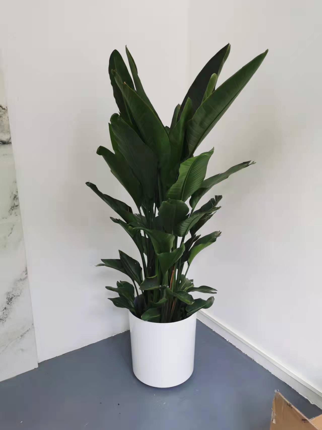 西城區綠植租擺阜成門綠植租擺金融街綠植租擺