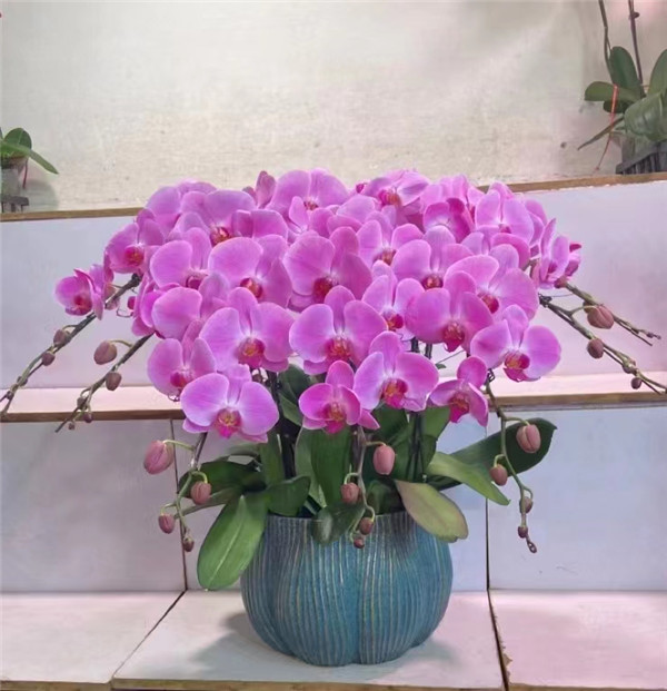 北京花卉銷售公司